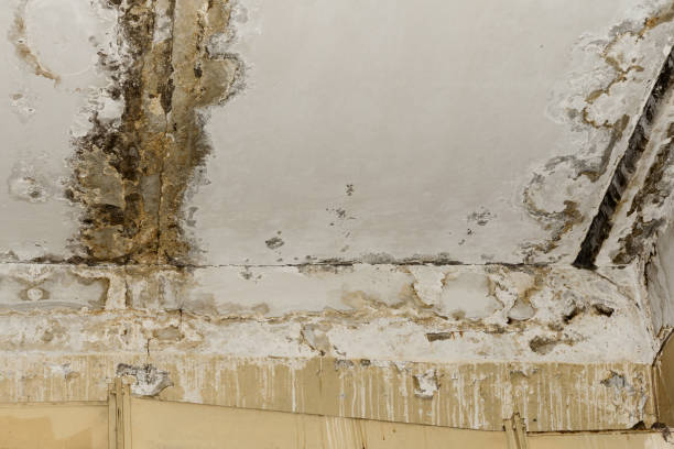 Best Basement Mold Removal  in Hillsborough, NJ