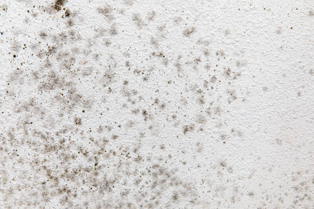 Best Airborne Mold Testing  in Hillsborough, NJ